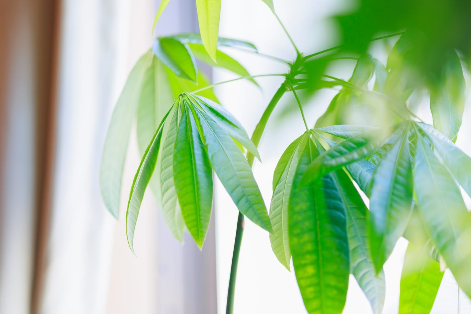 窓辺に観葉植物が置かれた ito relaxation & photo の施術室